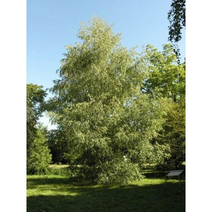 Descripción: Descripción: Gray Birch Tree Seeds